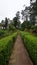 Beautiful scenic garden of Chettiar park,Kodaikanal