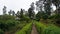 Beautiful scenic garden of Chettiar park,Kodaikanal