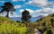 Beautiful scenic hiking trail path through green landscape to sea lagoon, fluffy cumulus summer clouds - Karitane, New Zealand