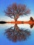 Beautiful scenic landscape of bare autumn tree by lake with reflection on water surface and blue sky. Duality in nature concept