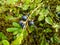 Beautiful and scenic macro view of perfect ripe, blue European blueberries or bilberries (Vaccinium myrtillus) fruits