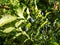 Beautiful and scenic macro view of perfect ripe, blue European blueberries or bilberries (Vaccinium myrtillus) fruits