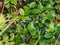 Beautiful and scenic macro view of perfect ripe, blue European blueberries or bilberries Vaccinium myrtillus fruits on green