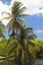 Beautiful scenic palm tree at Grand Cayman Islands