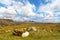 Beautiful scenic rural countryside sheep landscape from connemara