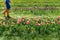 Beautiful scenic view of rows blooming tulips on dutch flower farm field and female farmer grower walking on bright