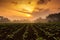 Beautiful scenic view of tobacco plantation covered by mist in the cloudy sunrise