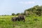 beautiful scenic view of wild elephants in natural habitat, Asia, sri