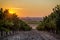 Beautiful scenic vineyard with sunset sky. Vineyard landscape in wine land country of Spain, Toro Wine Region