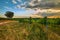 Beautiful scenic vineyards at sunset