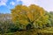 Beautiful scenics of yellow Ginkgo tree with full yellow leaf in Alishan forest