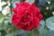 Beautiful scented red roses bloom in the garden