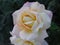 Beautiful scented romantic intense copper hued hybrid tea roses fully blown in early autumn are a gardener's delight and