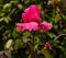Beautiful scented rose named Elbflorenz  with water drops. Botanical Garden, KIT Karlsruhe, Germany, Europe