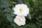 Beautiful scented white roses bloom in the garden