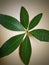Beautiful Schefflera Arboricola leaf, commonly called Dwarf Umbrella