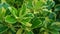 beautiful Schefflera arboricola plant as a background