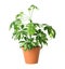 Beautiful schefflera plant in pot on white background.