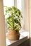 Beautiful Schefflera plant on windowsill