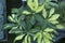 Beautiful Schefflera variegated plant closeup