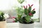 Beautiful Schlumbergera plant Christmas or Thanksgiving cactus in pot on window sill, closeup. Space for text