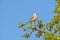 Beautiful Scissor-tailed Flycatcher perched in an oak tree in early spring