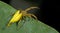 Beautiful Scorpion-tailed Spider on green leaf, Jumping Spider in Thailand