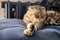 Beautiful Scottish Fold cat sleeps on a soft ottoman next to a warm radiator.