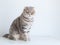 Beautiful scottish fold silver tabby portrait