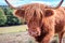 Beautiful Scottish Highland Cattle