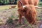 Beautiful Scottish Highland Cattle