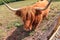 Beautiful Scottish Highland Cattle