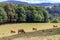 Beautiful Scottish Highland Cattle