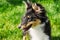 Beautiful Scottish Sheltie puppy, Green background