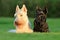 Beautiful scottish terrier, sitting on green grass lawn, flower forest in the background, Scotland, United Kingdom. Pair of black