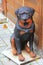 Beautiful sculpture of black-and-red rottweiler. Statue of domestic animal