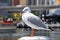 Beautiful sea gull sits