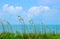 Beautiful sea oats along ocean shoreline