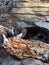 Beautiful sea otter at zoo