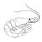 Beautiful Sea Print Shrimp line vector illustration