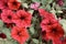 Beautiful sea of red tropical flowers with background close up flower blooming wild flower