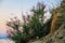 Beautiful Sea and rocks landscape. Crimean plants. Closeup.