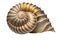 Beautiful sea shell. Close-up, macro view. Exotic seashell, summer, beach, vacation