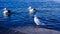 beautiful seagul on a seaside