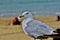 A beautiful seagull by the beach