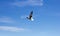 Beautiful seagull on a blue sky background on a sunny day. Volga white gull
