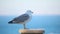 A beautiful seagull close up