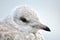 Beautiful seagull closeup