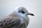 Beautiful seagull closeup profile