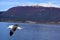 Beautiful seagull flying along with cruise ship on Beagle channel, Ushuaia, Tierra del Fuego, Argentina